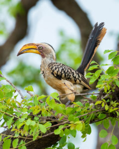 Southern Yellow-billed Hornbill (Lamprotornis leucomelas), side view of an adult perched on a branch, Mpumalanga, South Africa Southern Yellow-billed Hornbill (Lamprotornis leucomelas), side view of an adult perched on a branch, Mpumalanga, South Africa
